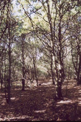 Open, Oak woodland